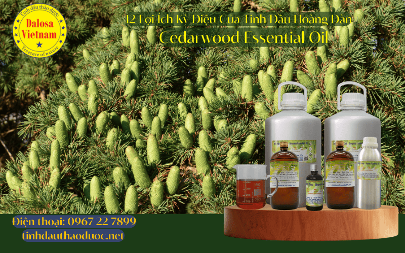 12-loi-ich-ky-dieu-cua-tinh-dau-hoang-dan-cedarwood-essential-oil