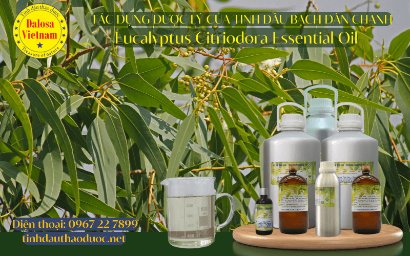 nhung-loi-ich-suc-khoe-cua-tinh-dau-bach-dan-chanh-eucalyptus-citriodora-essential-oil