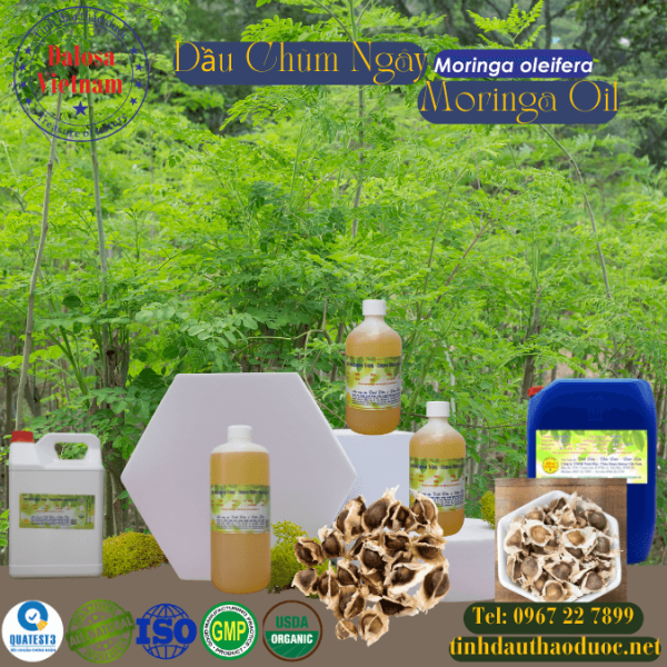 Dầu Chùm Ngây - Moringa 1 lít