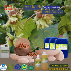 Dầu Hạt Phỉ - Hazel Nut Oil