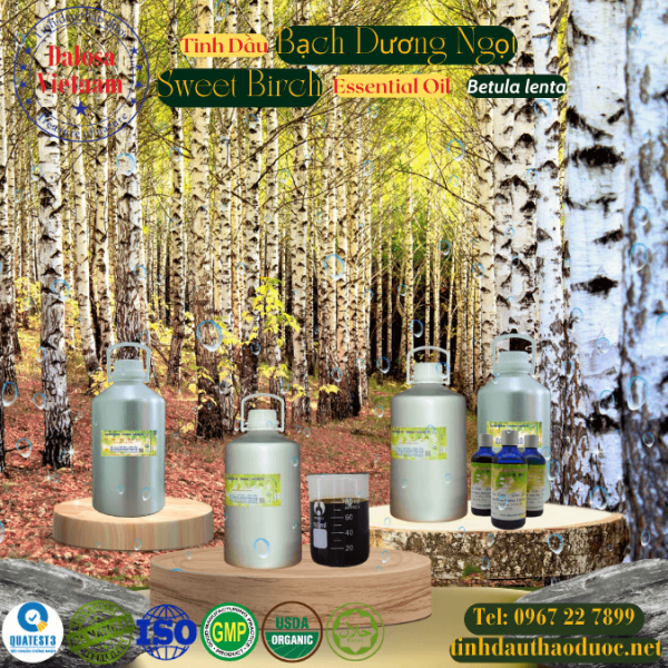 Tinh Dầu Bạch Dương Ngọt - Sweet Birch Essential Oil