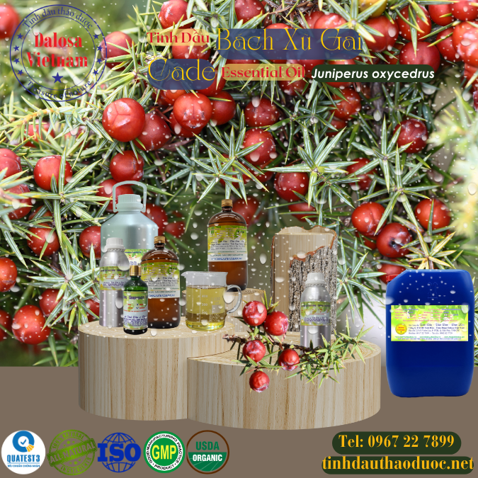 Tinh Dầu Bách Xù Gai - Cade Essential Oil 1 Tinh Dầu Bách Xù Gai - Cade Essential Oil 1 Lít