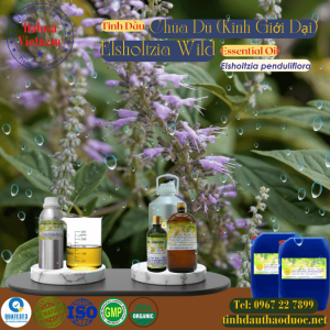 Tinh Dầu Chùa Dù - Kinh Giới Dại - Elsholtzia Wild Essential Oil 1 Lít