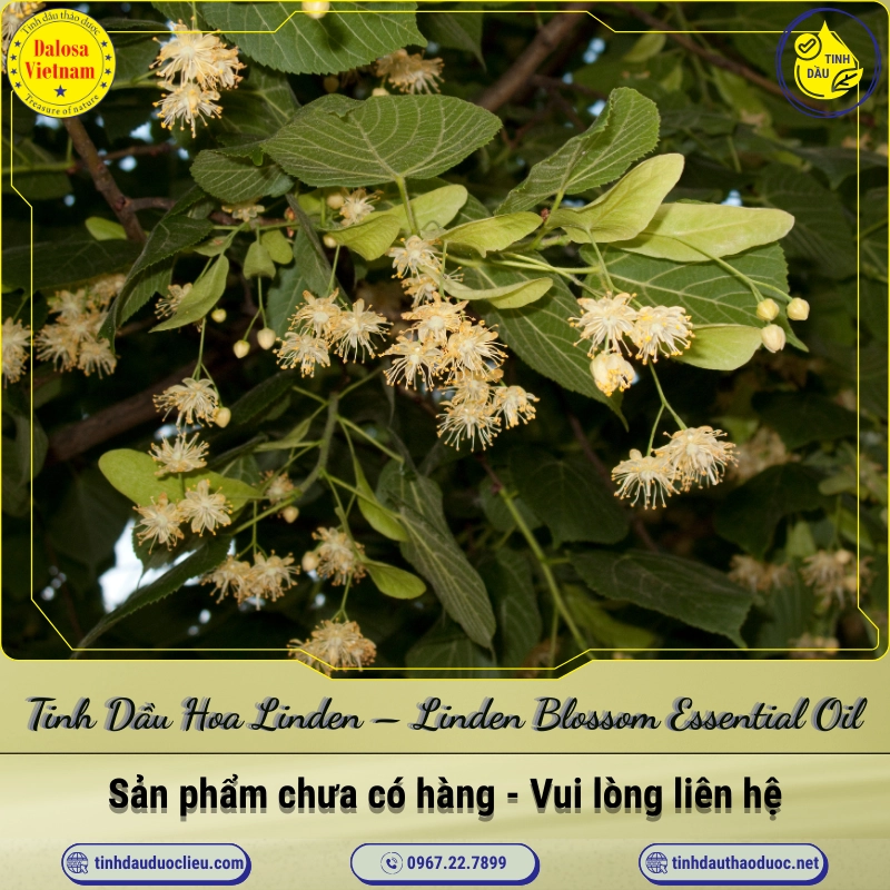 Tinh Dầu Hoa Linden - Linden Blossom Essential Oil 1 Tinh Dầu Hoa Linden – Linden Blossom Essential Oil