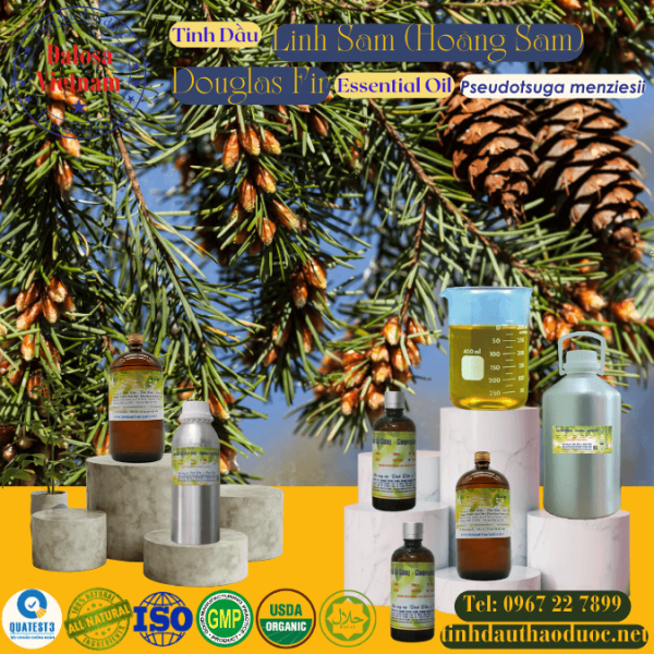 Tinh Dầu Linh Sam (Hoàng Sam) - Douglas Fir Essential Oil 1 Lít