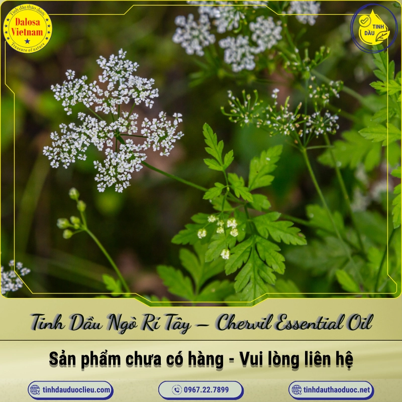 Tinh Dầu Ngò Rí Tây - Chervil Essential Oil 1 Tinh Dầu Ngò Rí Tây – Chervil Essential Oil
