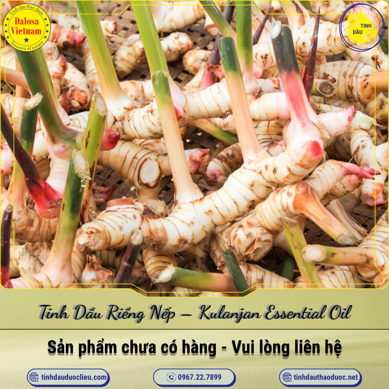 Tinh Dầu Riềng Nếp - Kulanjan Essential Oil 1 Tinh Dầu Riềng Nếp – Kulanjan Essential Oil