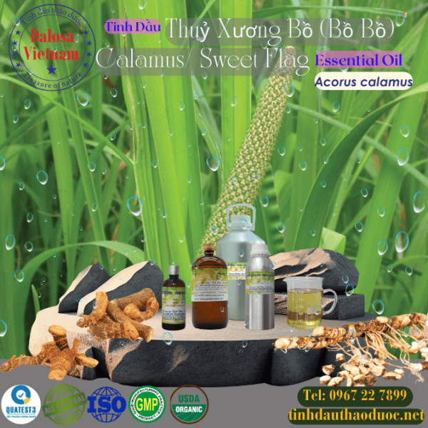 Tinh Dầu Thuỷ Xương Bồ - Calamus Essential Oil