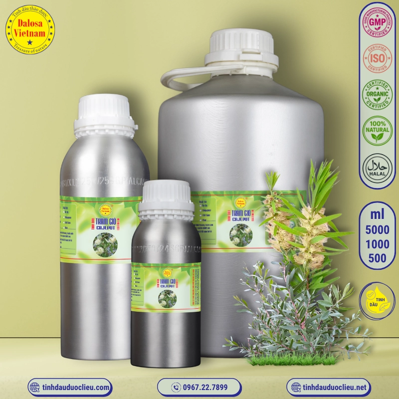 Tinh Dầu Tràm Gió - Cajeput Essential Oil 3 tinh dau tram gio cajeput oleum cajeputi essential oil 2