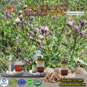 Tinh Dầu Vân Mộc Hương - Costus Roots Essential Oil 1 Lít