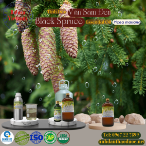 Tinh Dầu Vân Sam Đen - Black Spruce Essential Oil 1 Lít