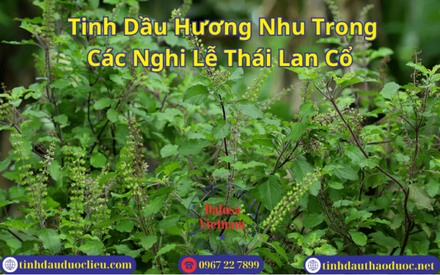 Tinh Dầu Hương Nhu Trong Các Nghi Lễ Thái Lan Cổ