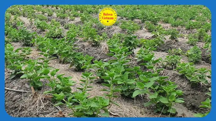13 Tên Gọi Việt – Anh Của Tinh Dầu Húng Chanh